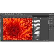 Brush presets in Adobe Photoshop CC